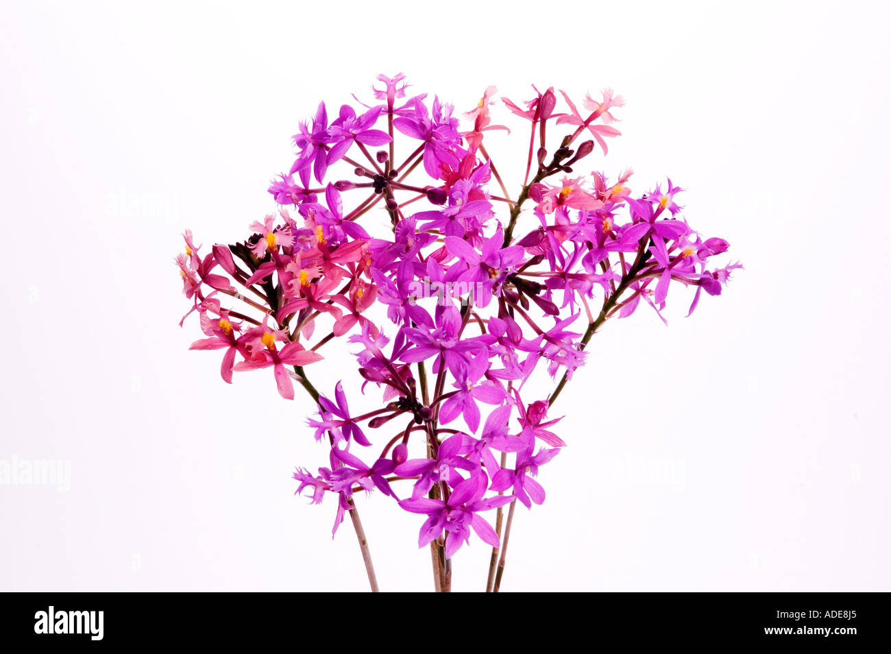Stock photograph of a bunch of mauve crucifix orchids Epidendrum radicans DSC 9350 Stock Photo