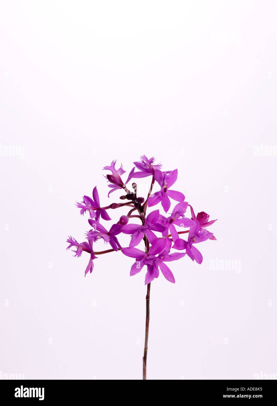 Stock photograph of a stem of mauve crucifix orchids Epidendrum radicans DSC 9353 Stock Photo