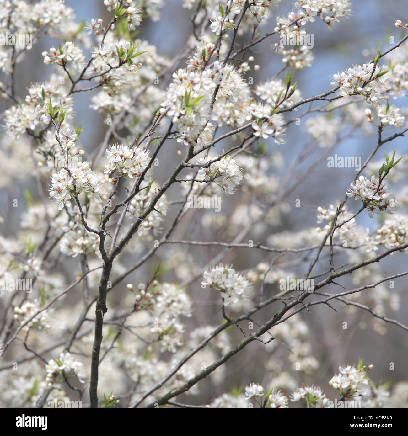 wild apple tree blooming in spring kettle moraine forest state park