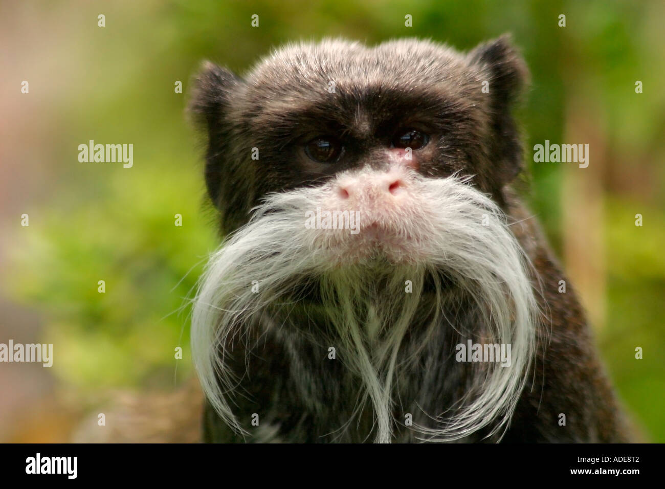 A single Emperor Tamarin monkey (Saguinus imperator) staring at the camera Stock Photo