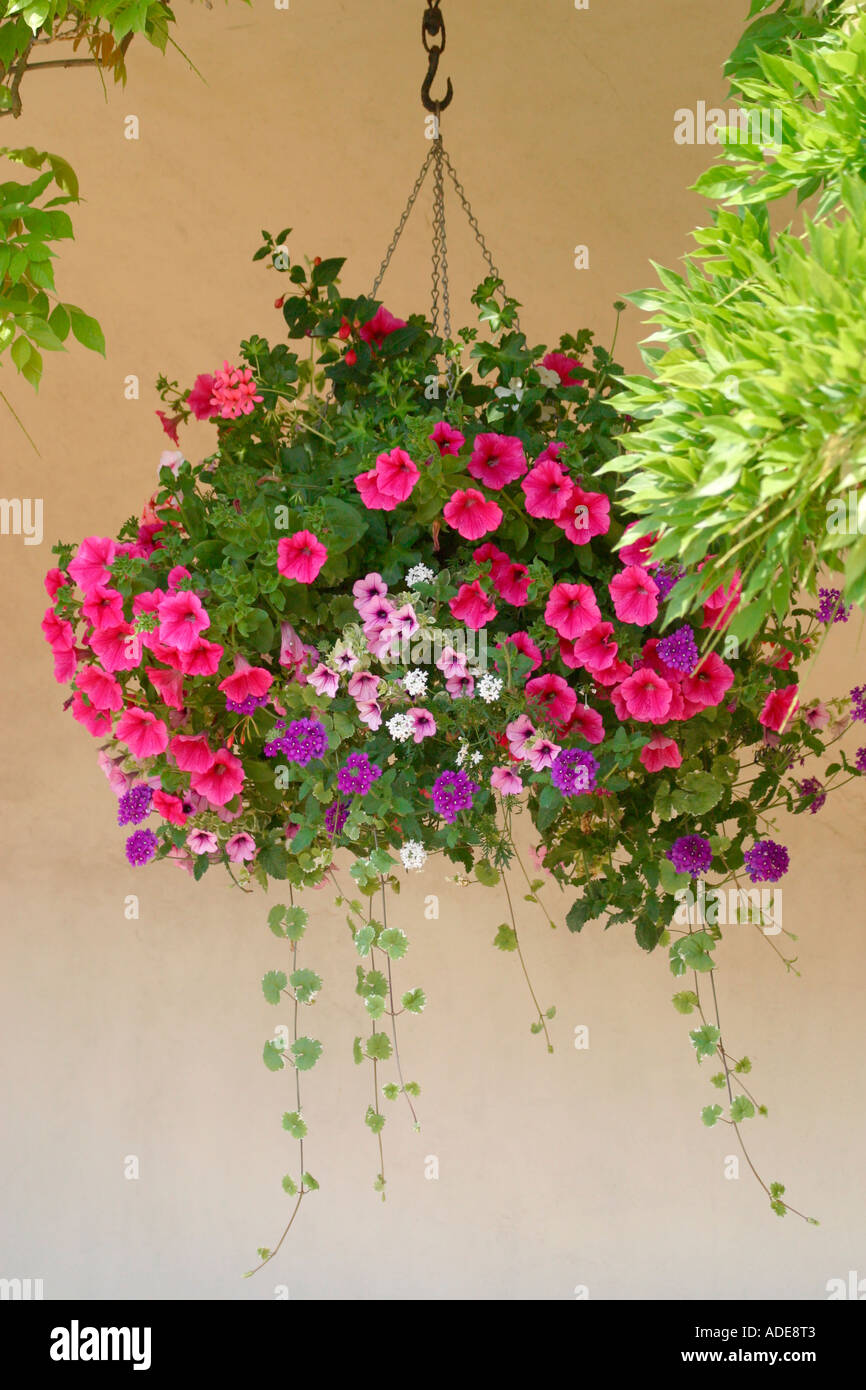 Hanging basket Hi res Stock Photography And Images Alamy hanging-basket-hi-res-stock-photography-and-images-alamy