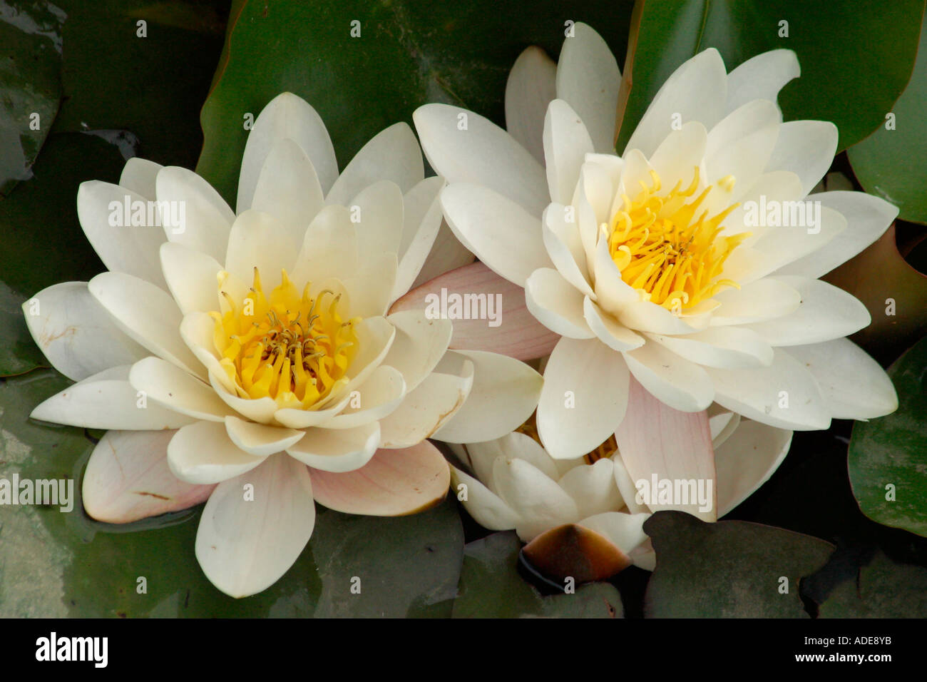 White Water Lily Bouquet