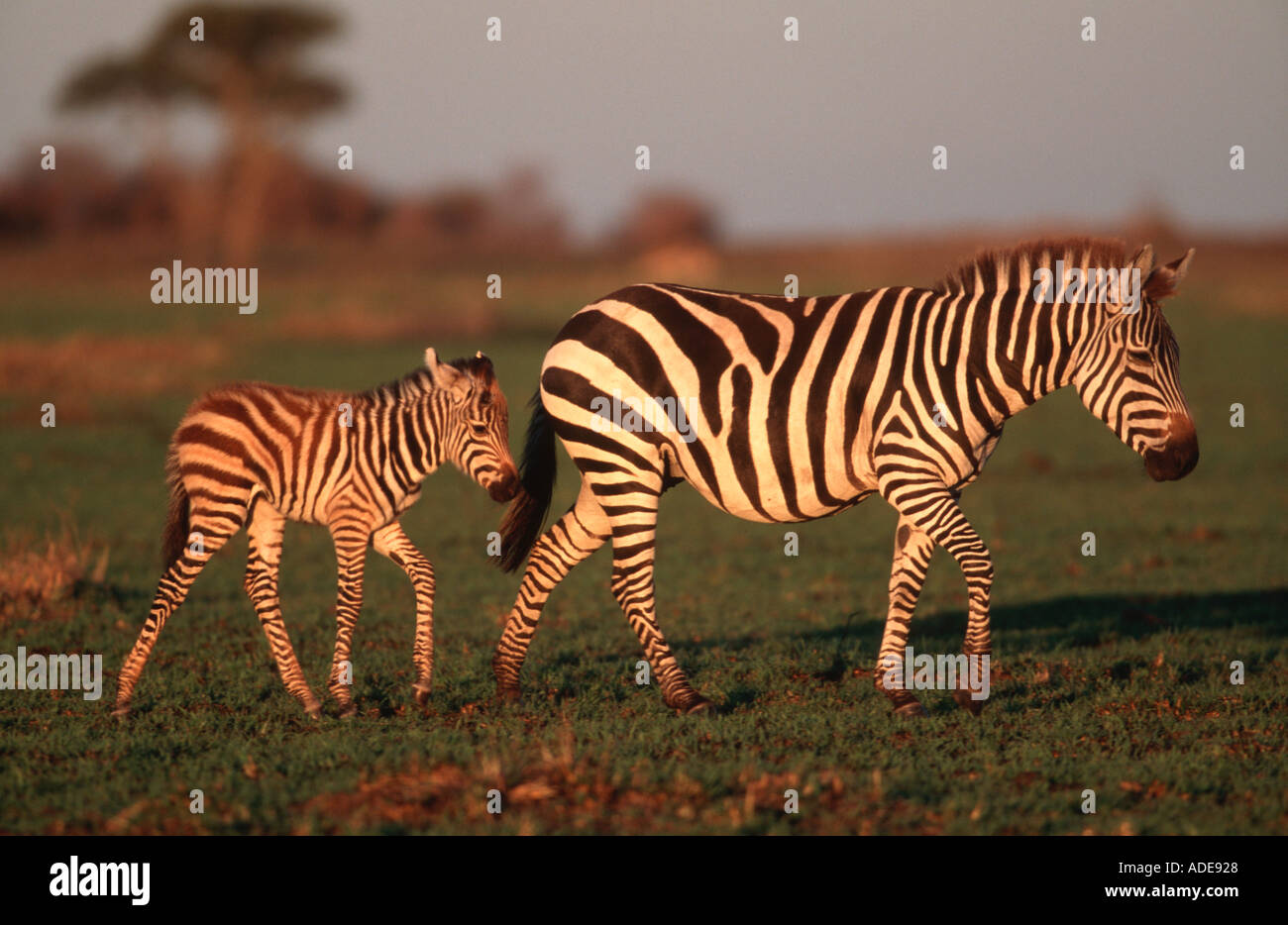 Burchells zebra Equus burchelli Mare and foal Maasai Mara G R Kenya South Central Eastern Africa Stock Photo