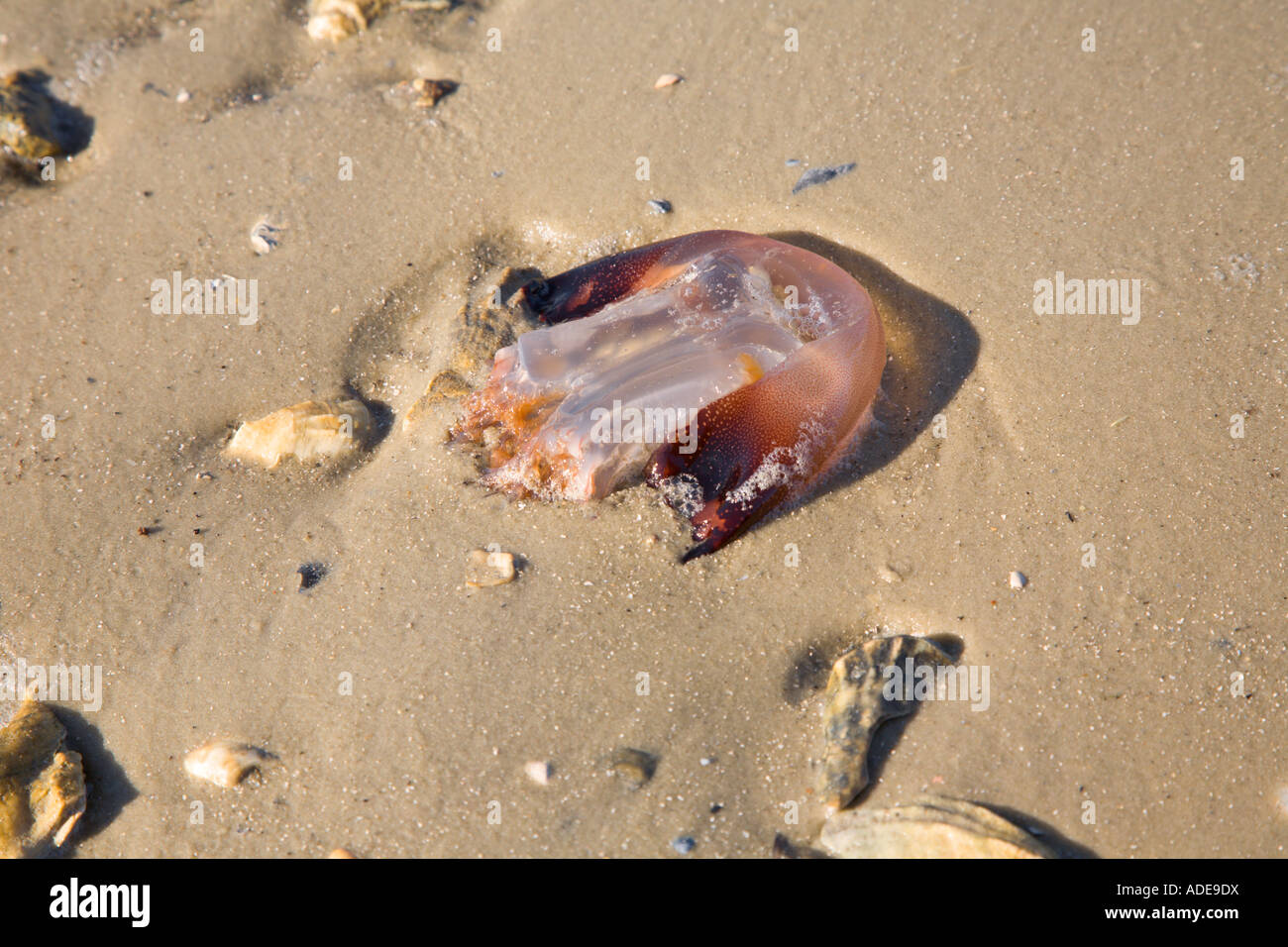 Dead jellyfish washed up on shore of the Tolomato River near St