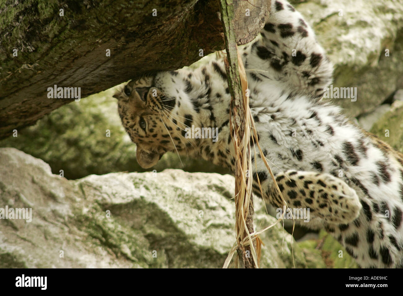 Amur leopard (Panthera pardus orientalis) scenting his territory Stock