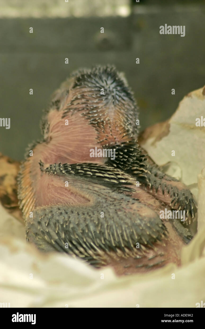 Back view of young Kookaburra chick (Dacelo novaeguineae) in an incubator Stock Photo