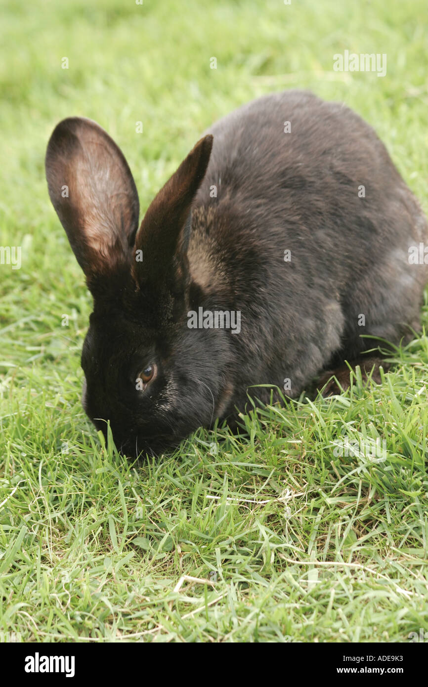 Black european rabbit oryctolagus hi-res stock photography and images ...