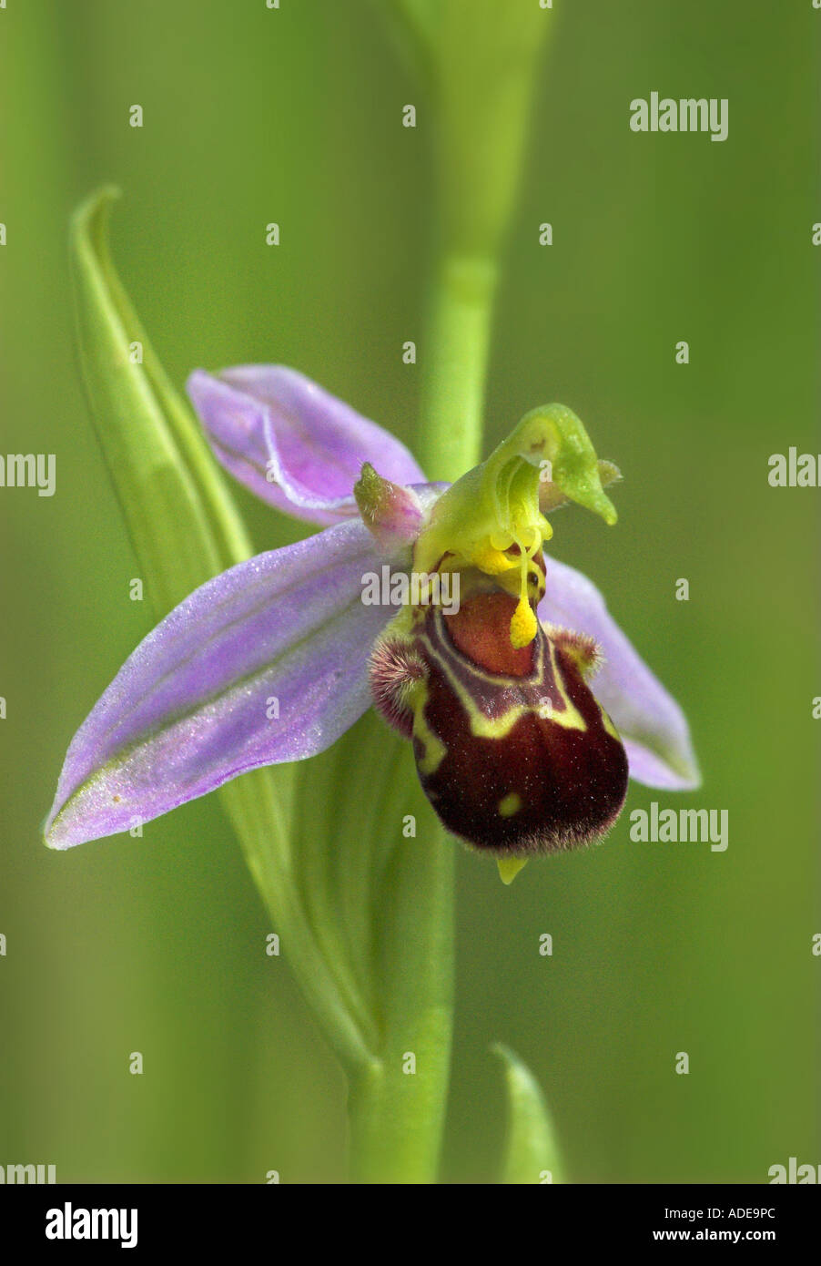 Bee orchid (Ophrys apifera) with pollen sac in situ Stock Photo - Alamy