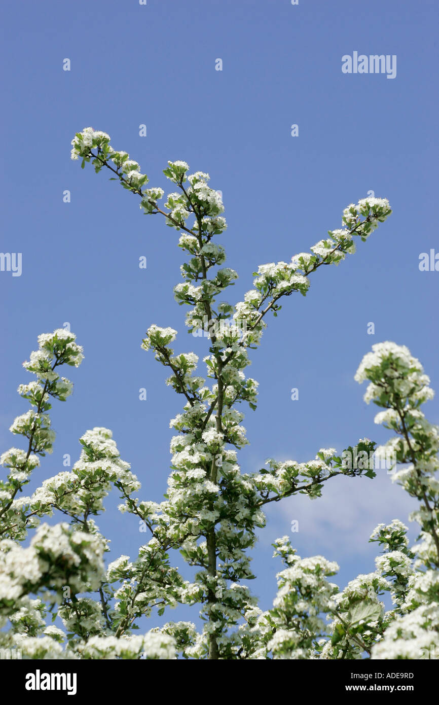 White hawthorn blossom (Crataegus monogyna) against a clear blue spring sky Stock Photo