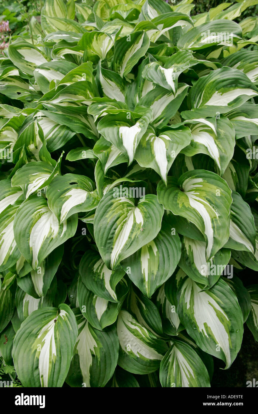 Heart shaped leaves of the Hosta undulata Stock Photo