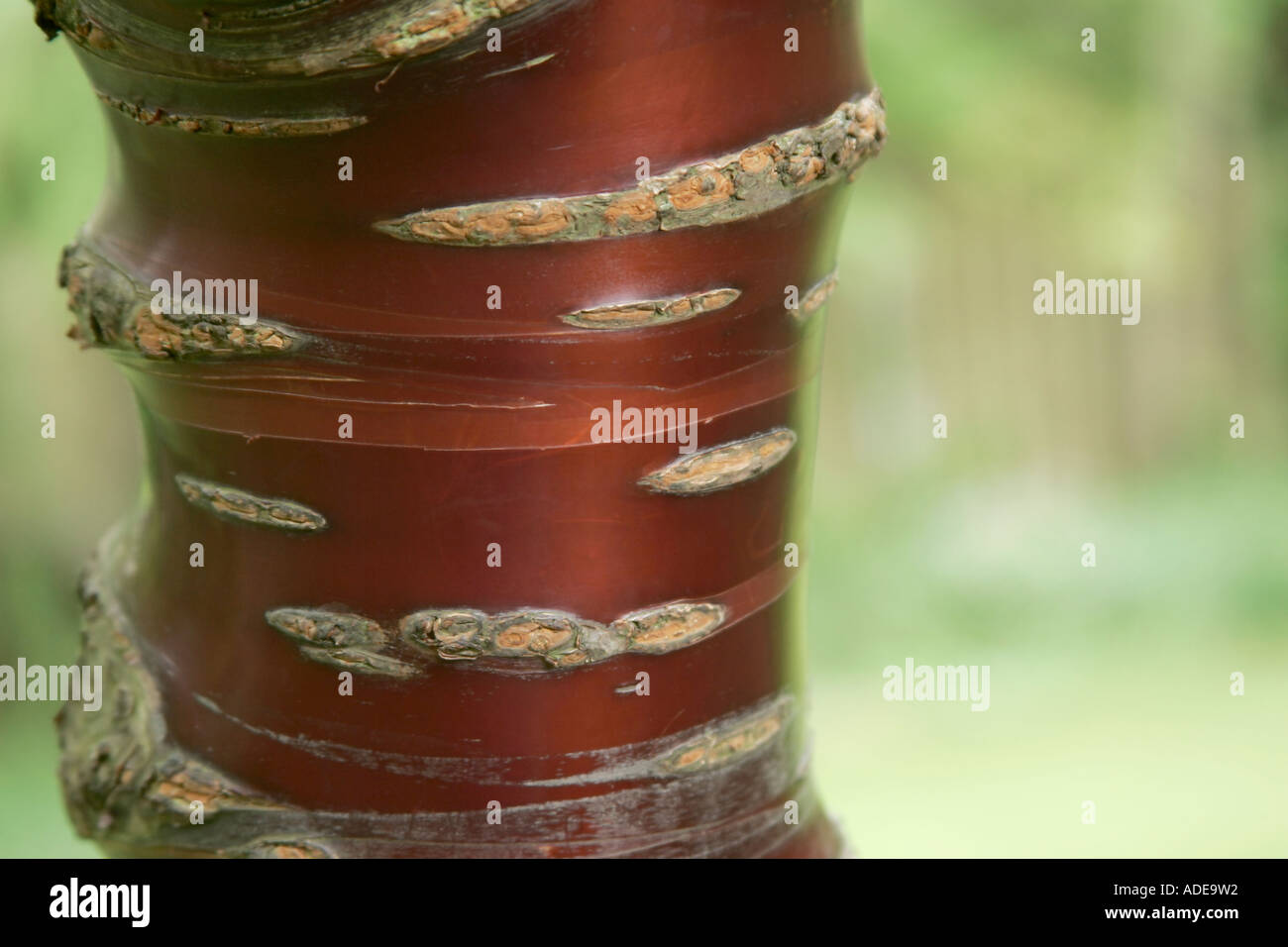 Bark of the Tibetan cherry tree (Prunus serrula) Stock Photo