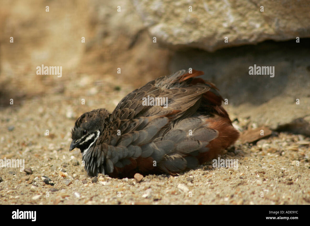 Chinese Painted quail (Coturnix chinensis) settling down for a dust bath Stock Photo