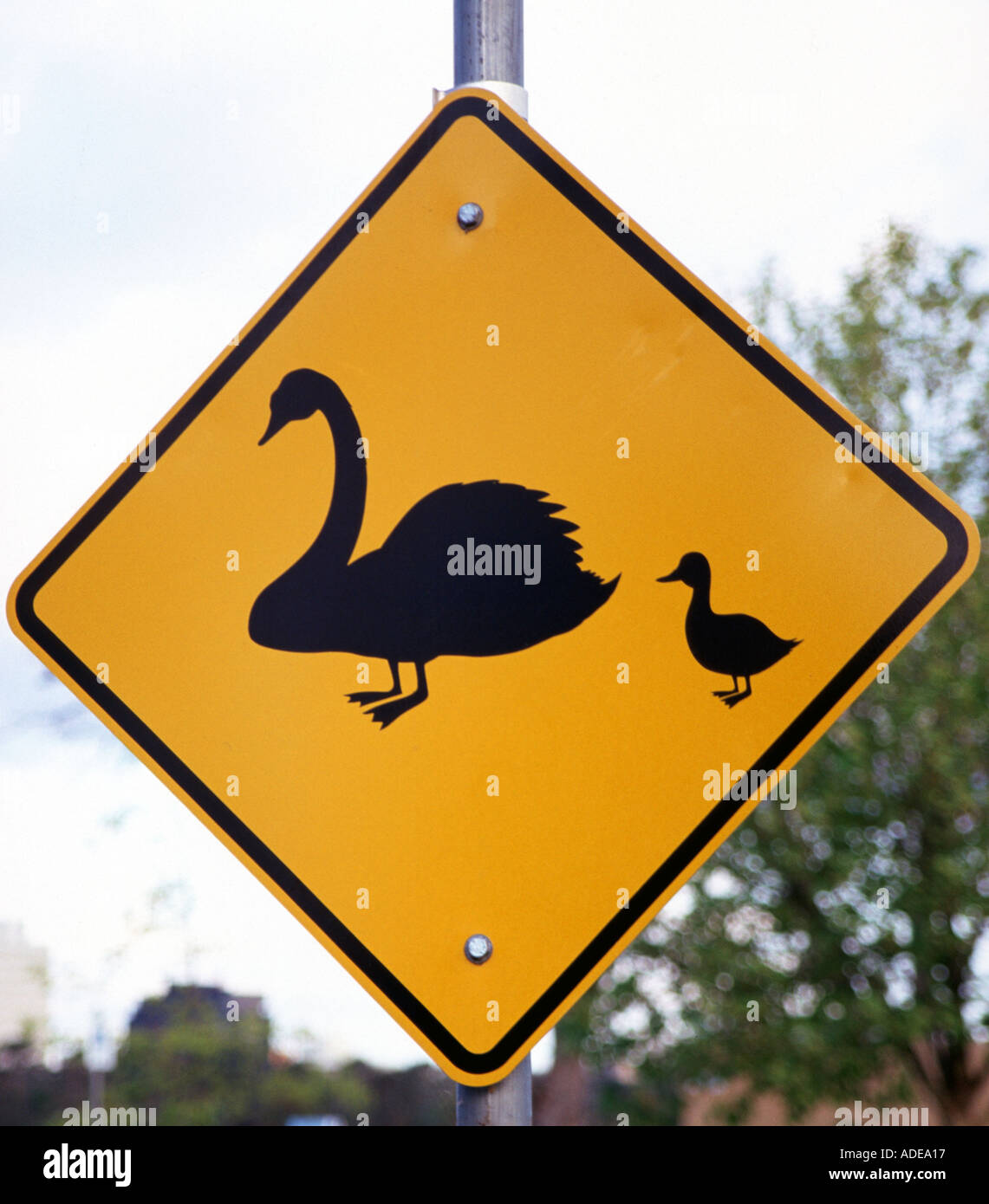 Swans Crossing road sign Stock Photo Alamy