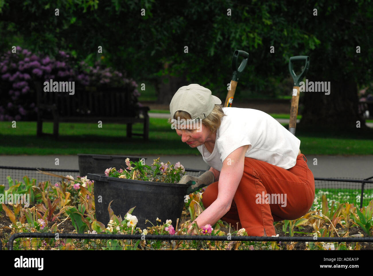 Female gardener working in voluntary capacity at kew Gardens Kew London Stock Photo