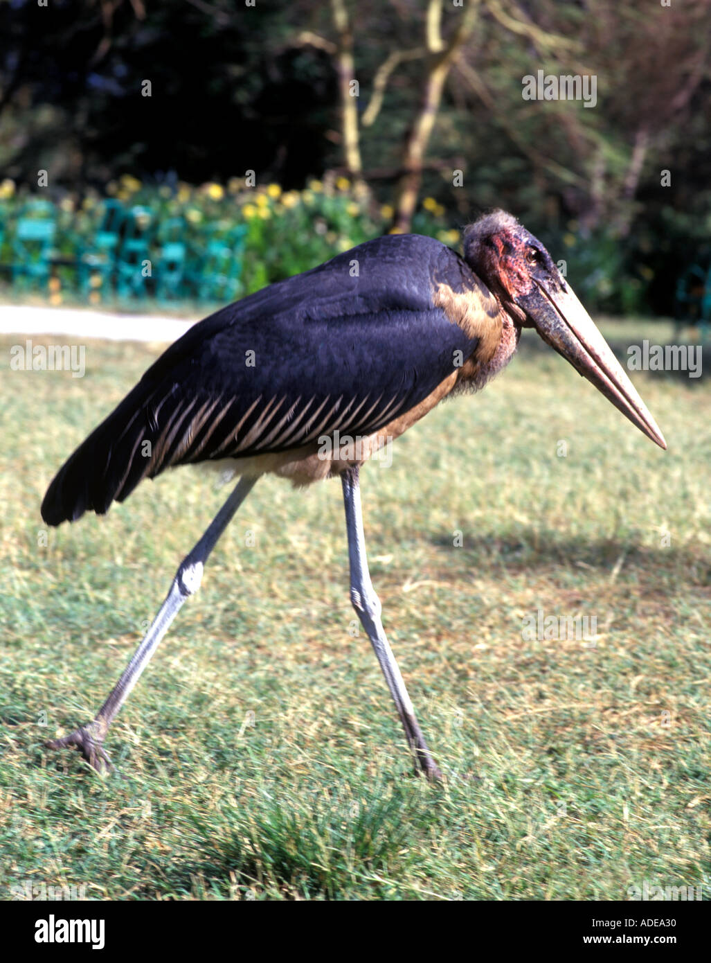 Marabou Stork in Kenya Africa Stock Photo - Alamy