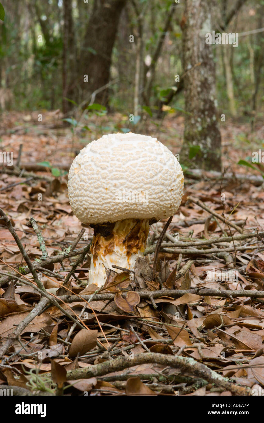 Florida fungi hi res stock photography and images Alamy