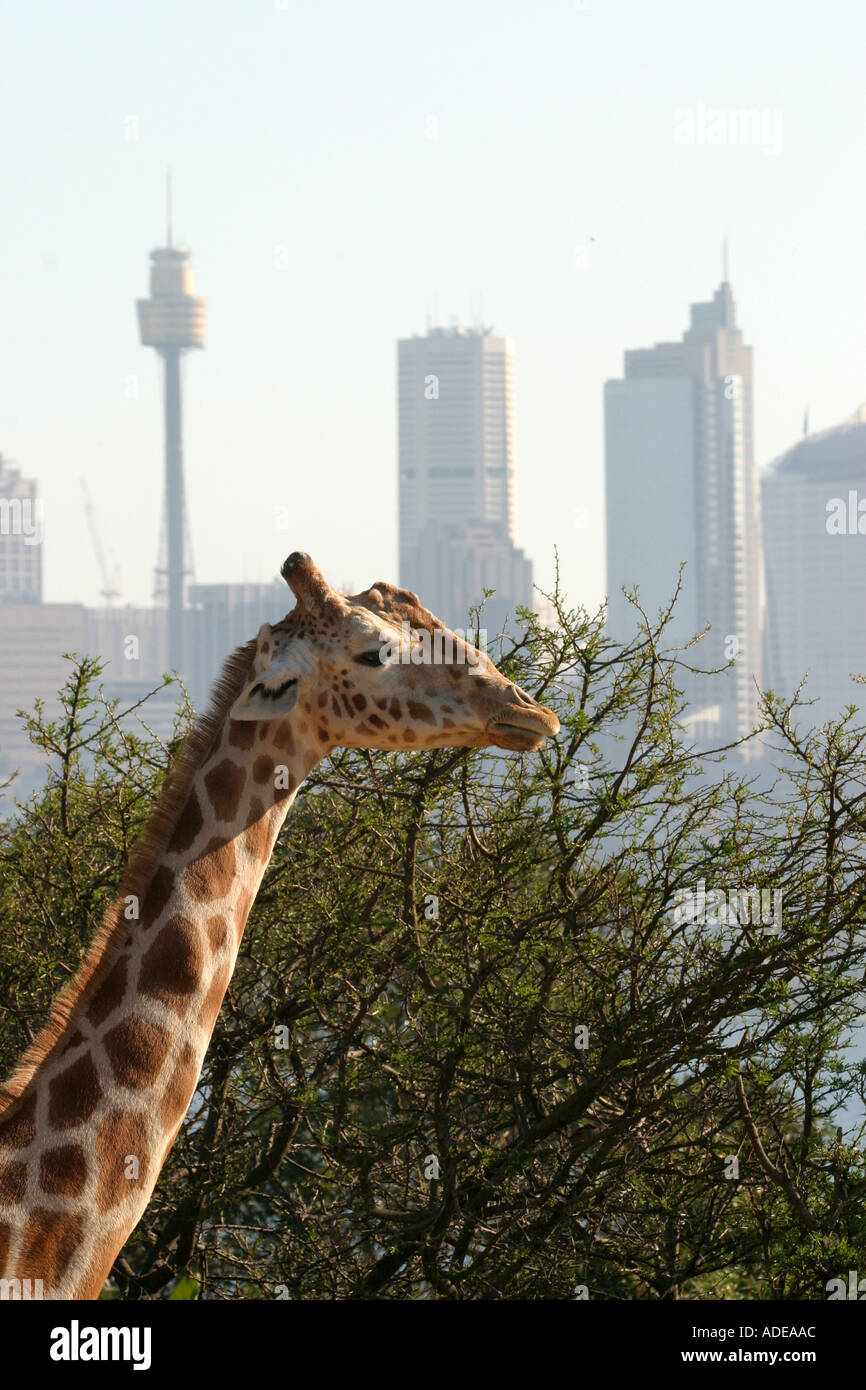 Giraffe Taronga Zoo Sydney Australia Stock Photo