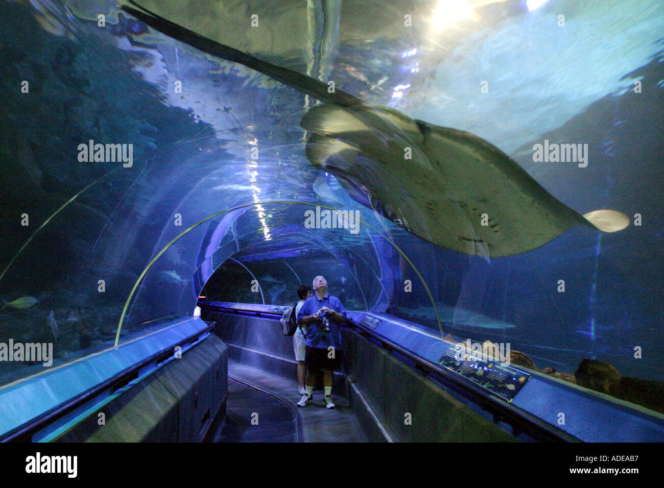 Giant Stingray underwater walkway Manly Aquarium Sydney Australia Stock
