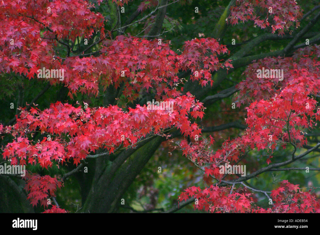Beautiful tree with deep red autumn leaves Stock Photo - Alamy