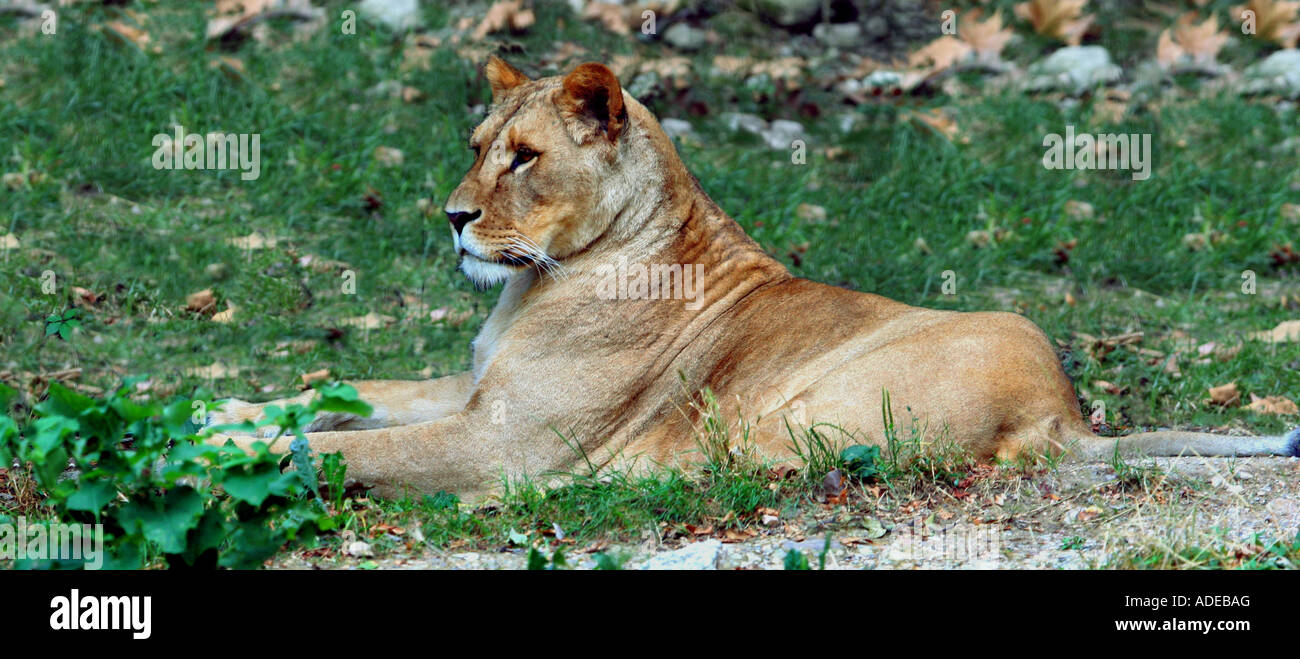 Lioness. Stock Photo