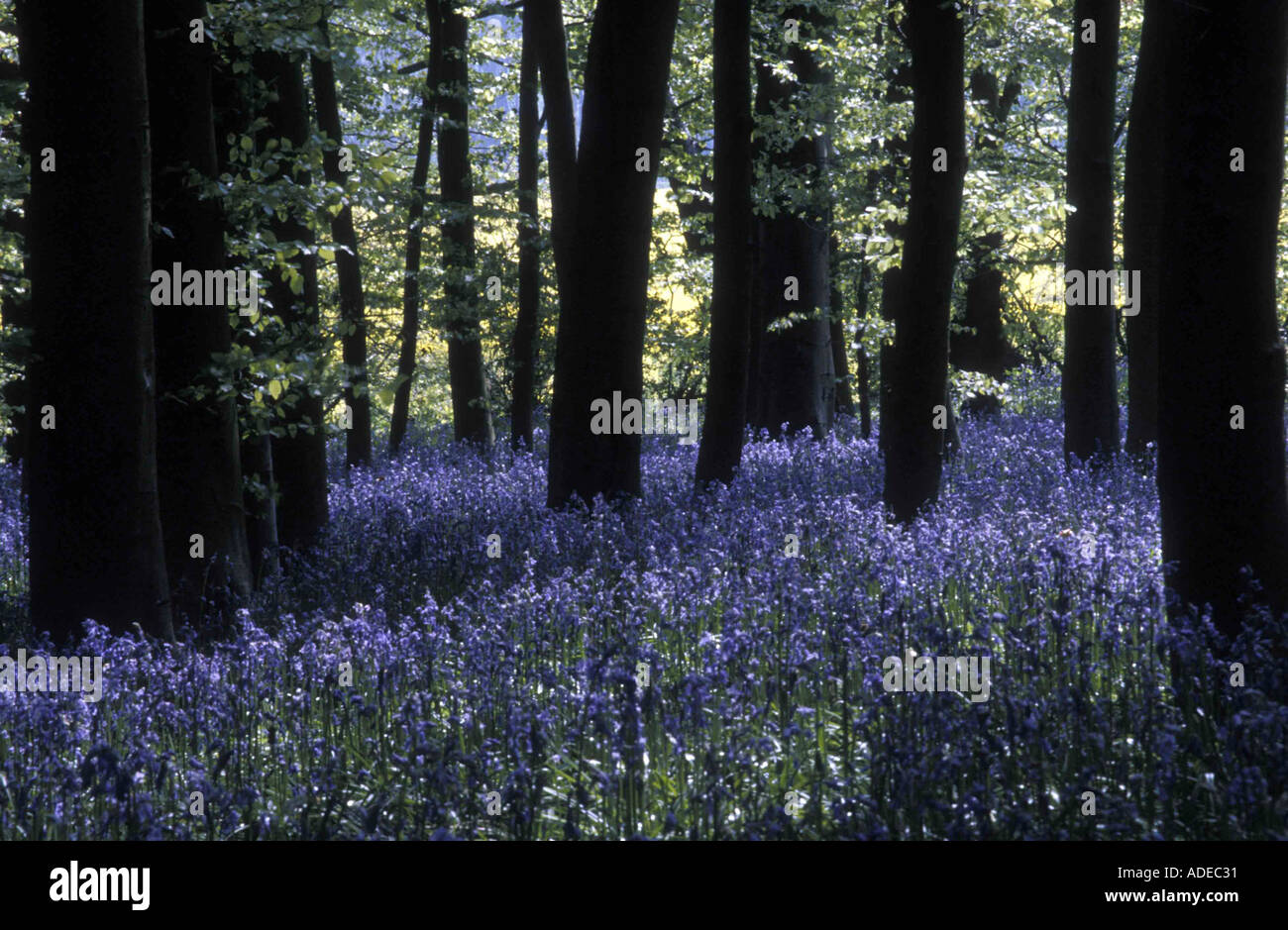 BLUEBELLS ECCLESALL WOODS SHEFFIELD SOUTH YORKSHIRE ENGLAND Stock Photo
