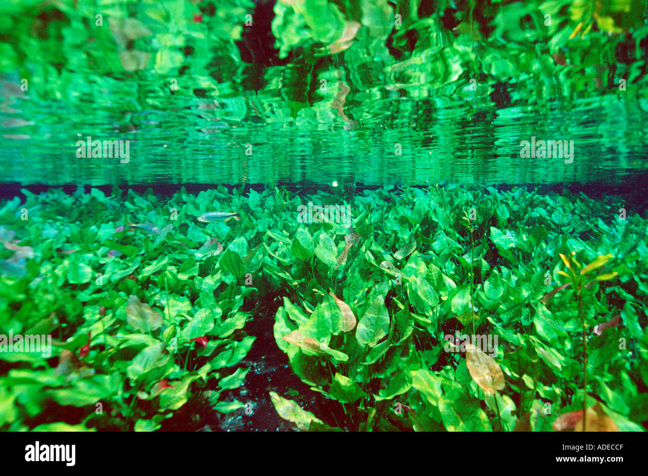 Freshwater plants in national freshwater spring preserve Aquario