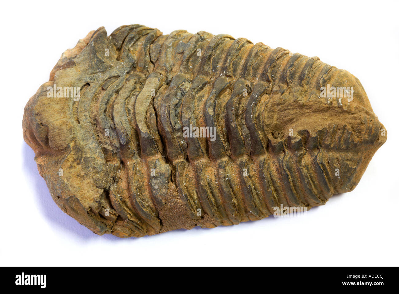 Trilobite Fossil Stock Photo