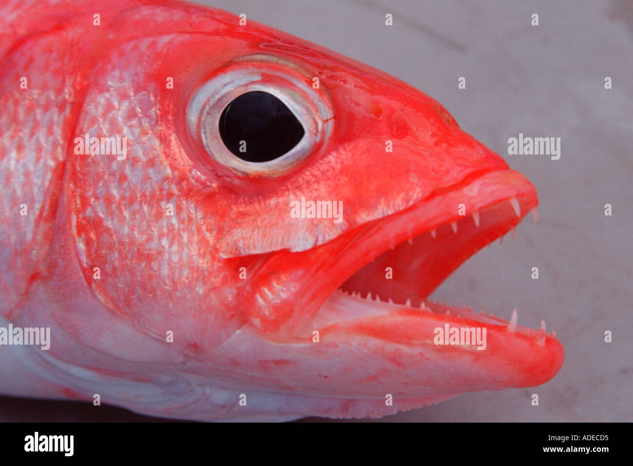 Red snapper Onaga Etelis coruscans Oahu Hawaii North Pacific Stock Photo