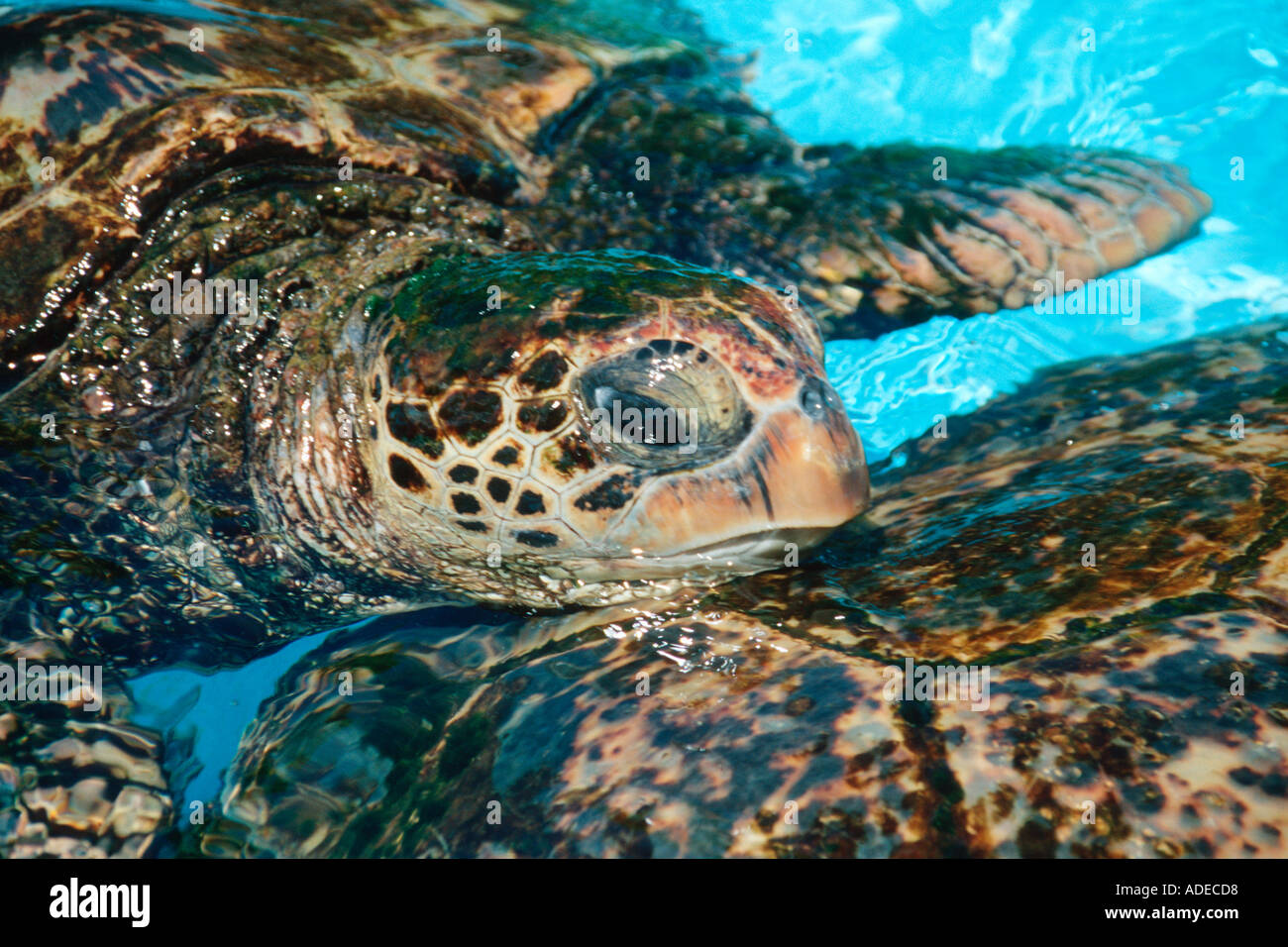 Hawaii turtle bay turtles hires stock photography and images Alamy