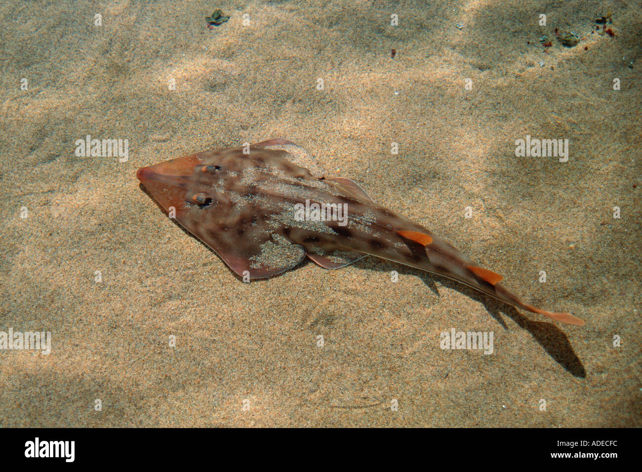 Shovelnose guitarfish Rhinobatus productus California USA Stock Photo