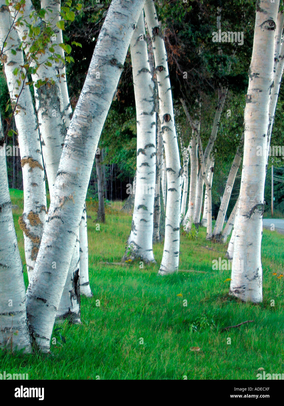 A grove of white birch trees in a lush forest near Stowe, Vermont Stock