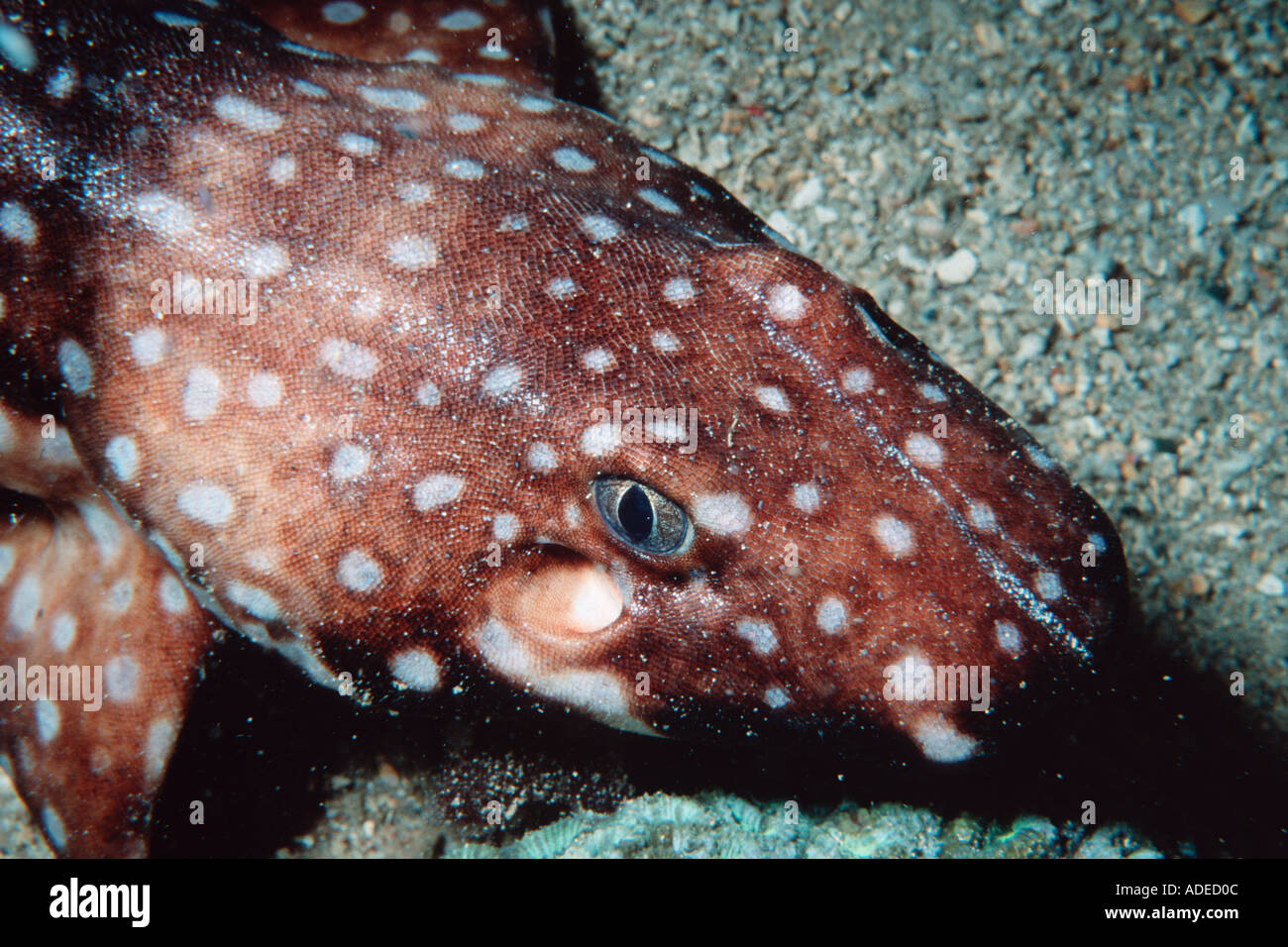 Hooded carpet shark Hemiscyllium strahani Madang Papua New Guinea Solomon Sea Stock Photo Alamy