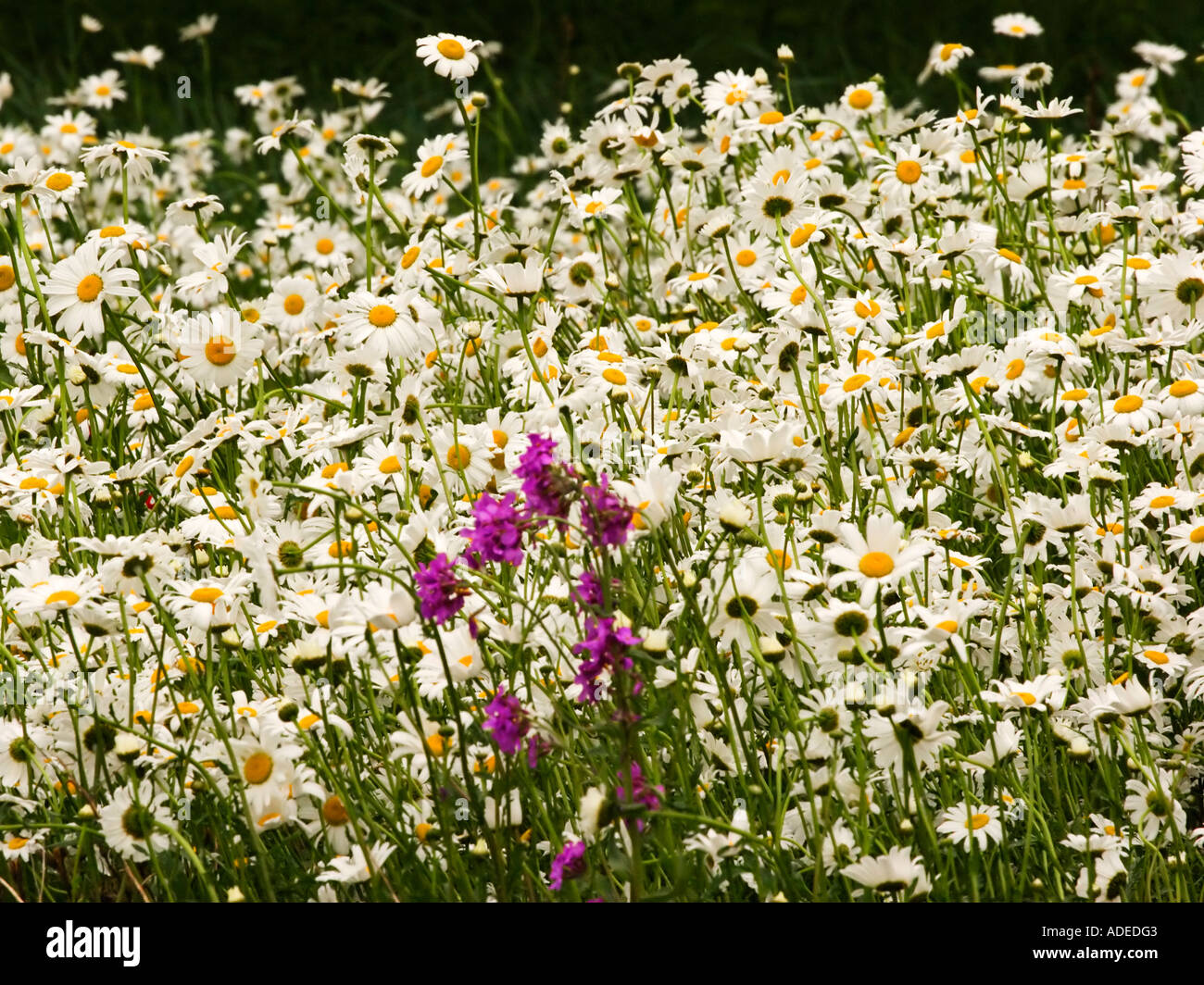 Field of shasta daisies and wildflowers. Stock Photo