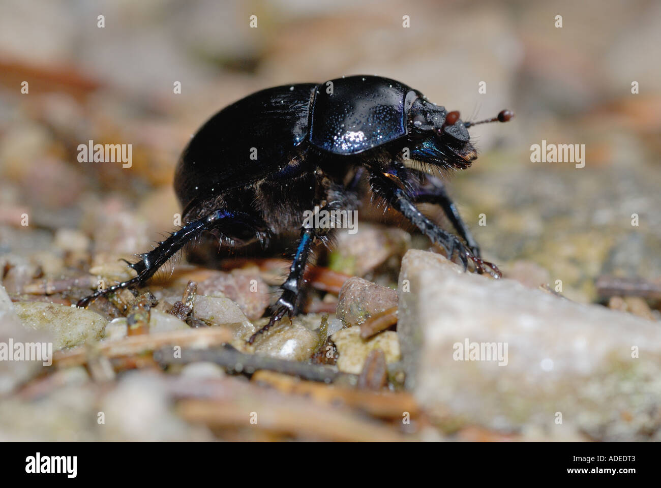 Dung Beetle (Geotrupes sp.) Stock Photo