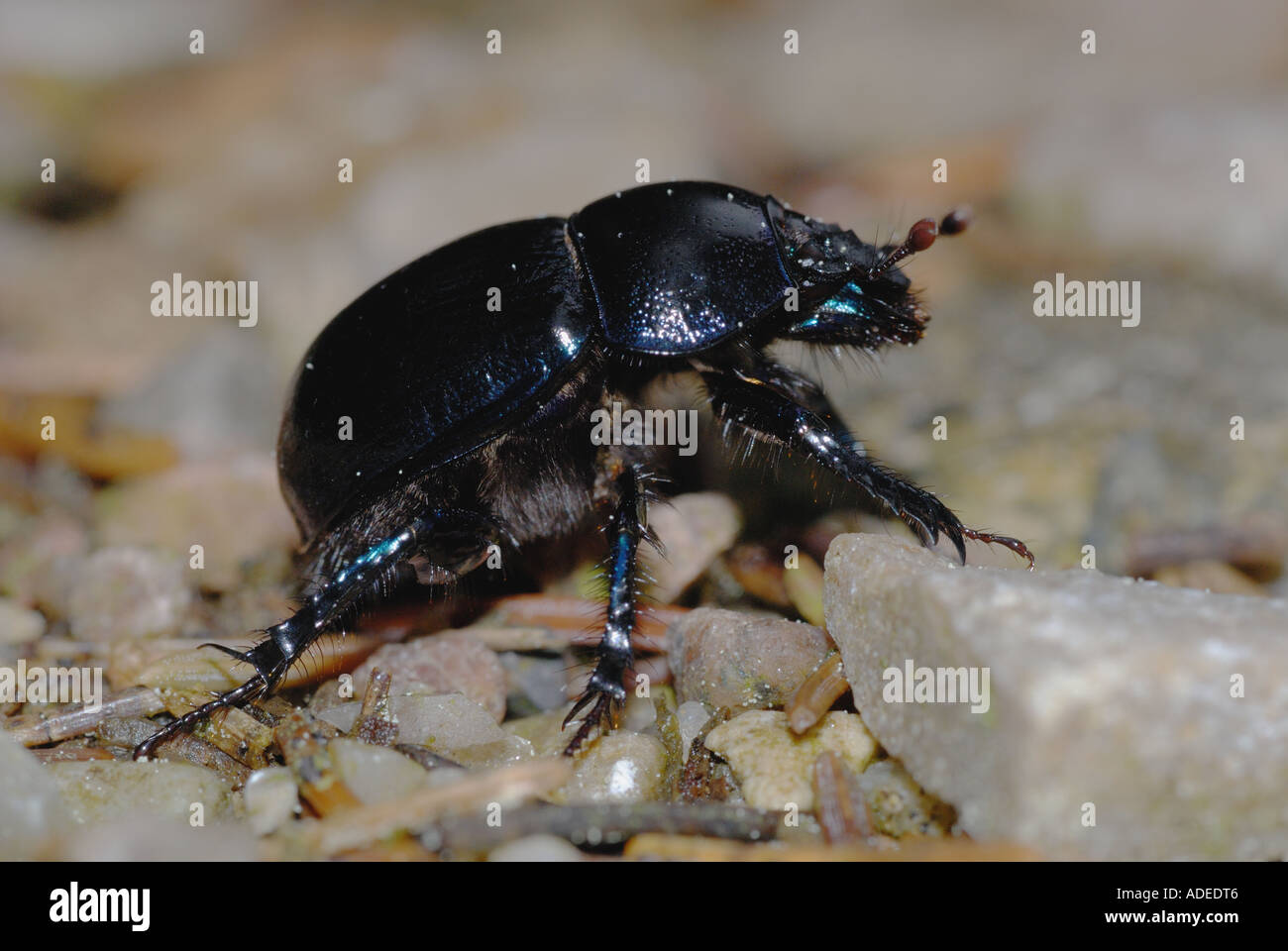 Dung Beetle (Geotrupes sp.) Stock Photo