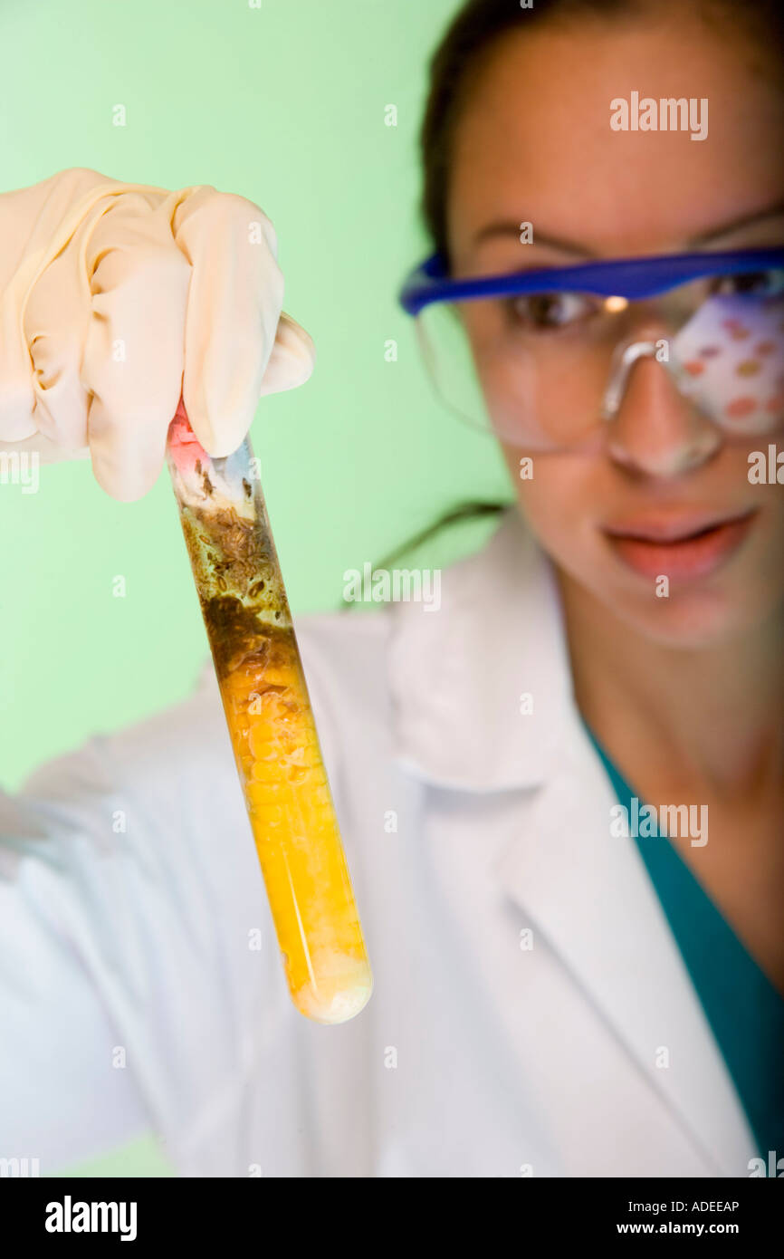 Scientist testing corn. Genetically modified corn in testtube. Stock Photo
