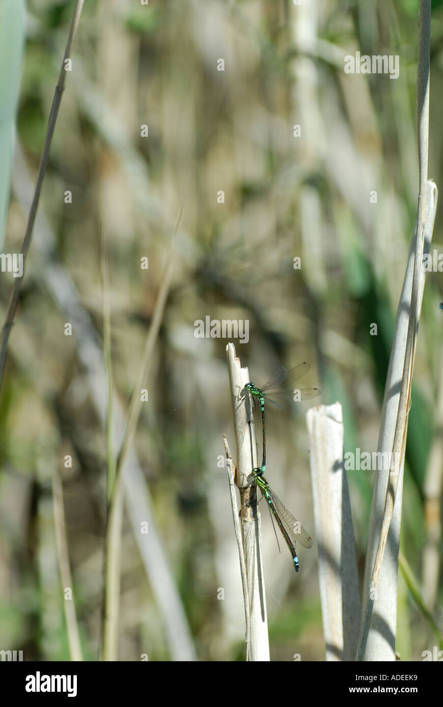 Norfolk Damselfly (Coenagrion armatum) mating Stock Photo