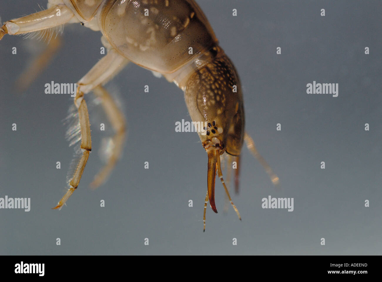 Predaceous Diving Beetle Life Cycle