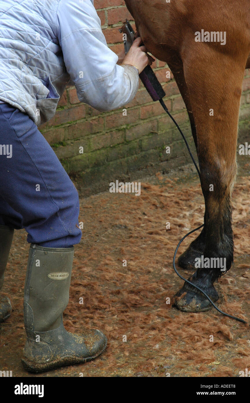 Horse being shaved Stock Photo Alamy