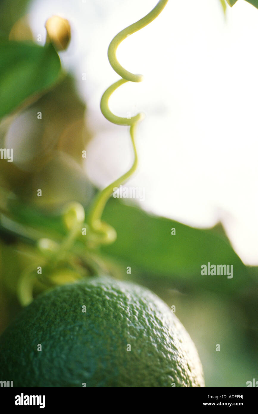 Lime Stock Photo Alamy