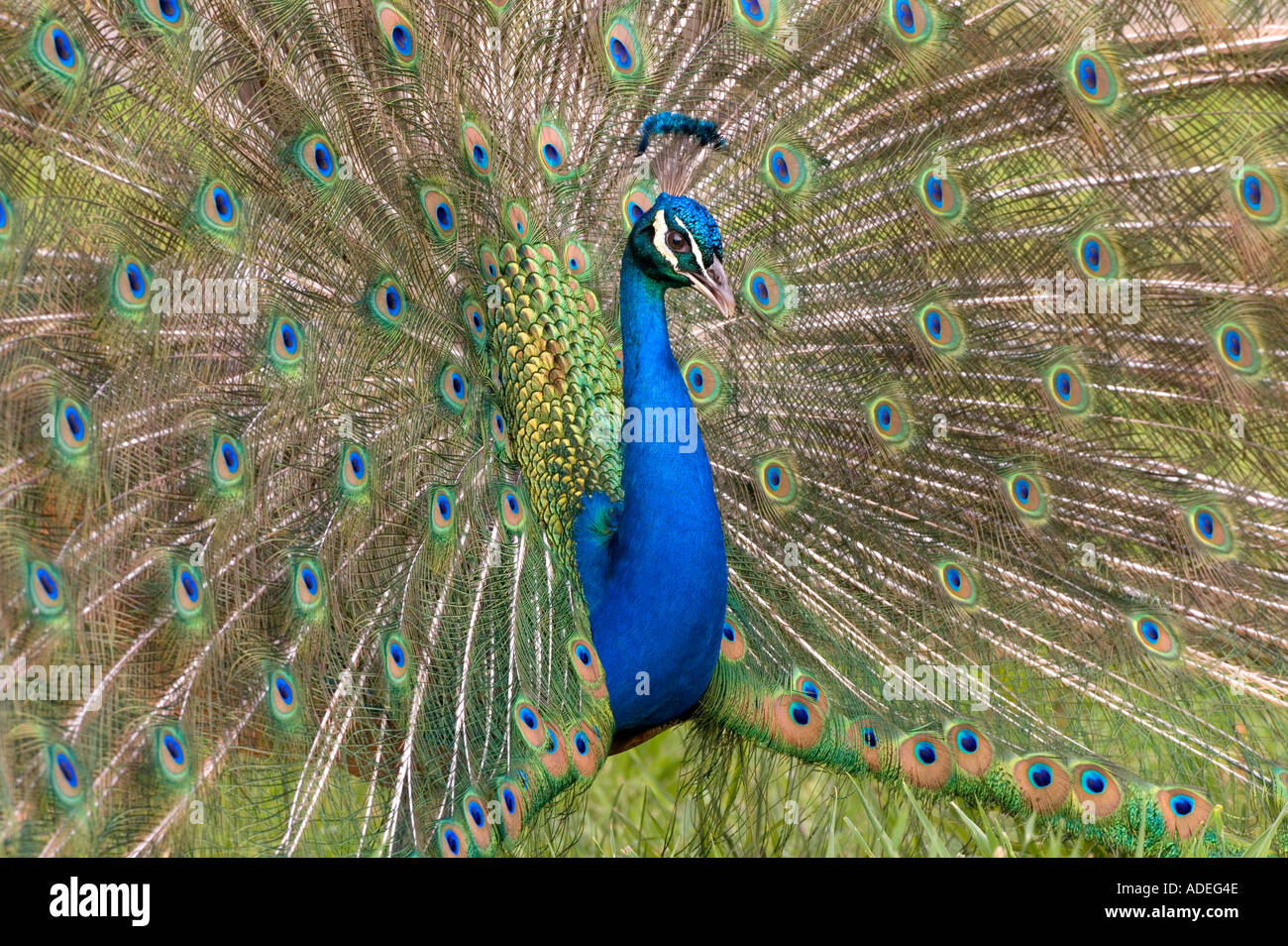 Peacock Pavo cristatus Stock Photo
