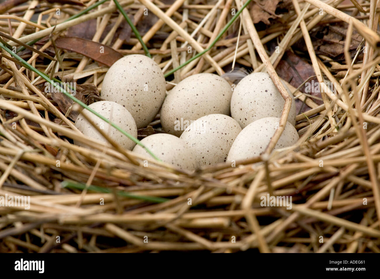 Coot Eggs in Nest Fulica atra Stock Photo