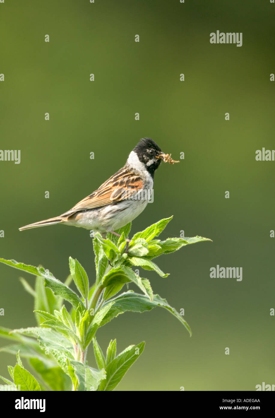 Male Reed Bunting Emberiza shoenidus Stock Photo
