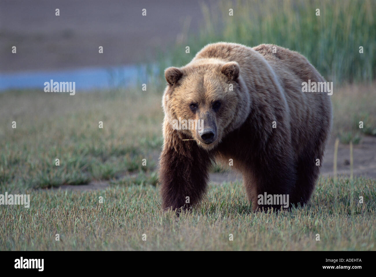 Alaska. Adult Coastal Grizzly Bear. Stock Photo