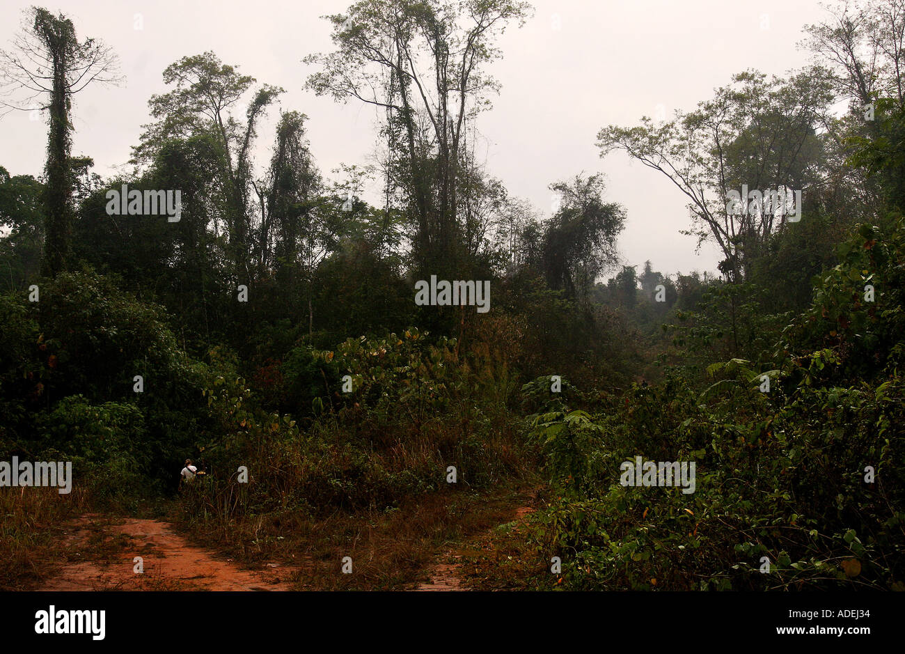 Forest Inaccessible Deep in the heart of Cambodia s remote and inaccessible Cardamon forest ...