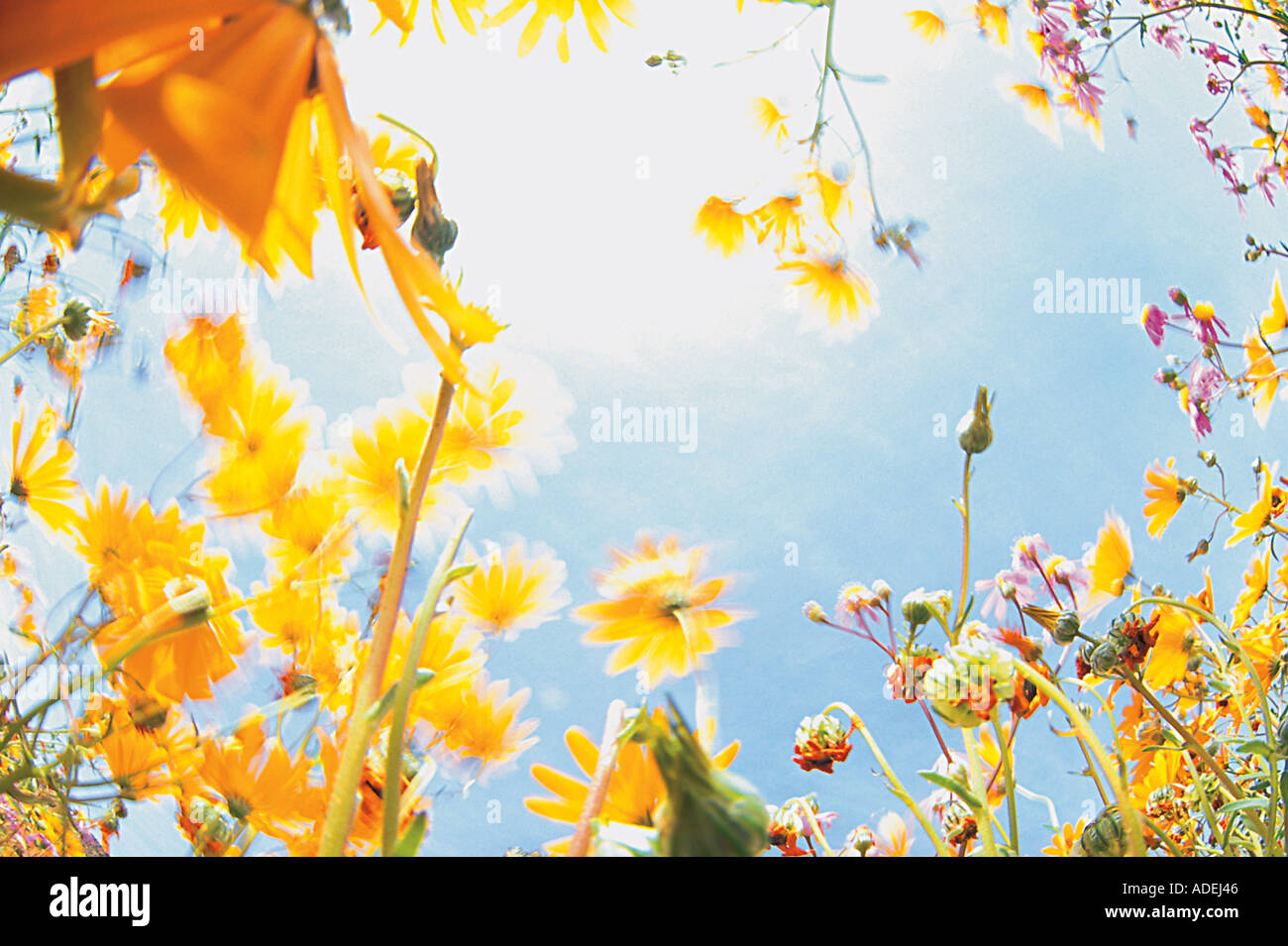 Blumenwiese, view to the sky, South Africa Stock Photo