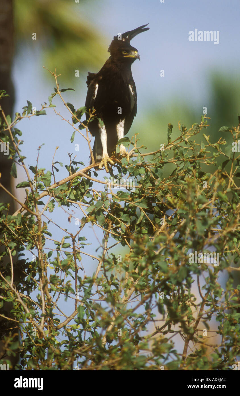 Long crested Eagle standing on top of tree Stock Photo