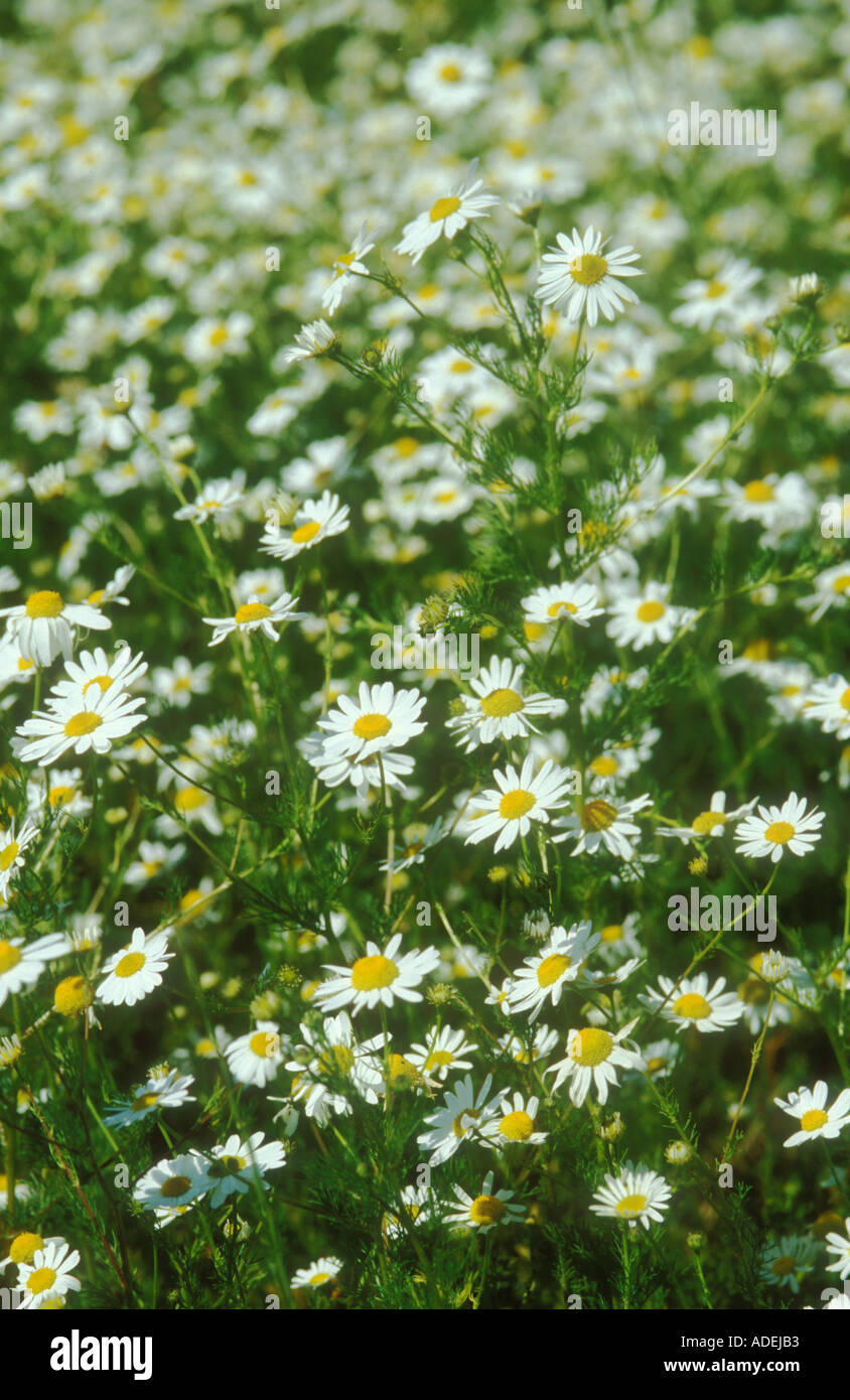 Scentless mayweed leaves hi-res stock photography and images - Alamy