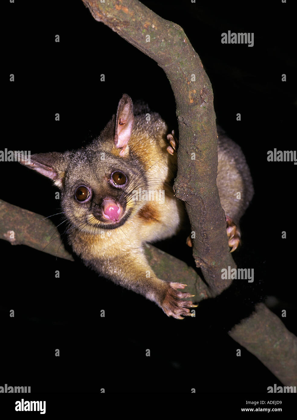 Brush-tailed possum, Binna Burra (Lamington) National Park, Queensland, Australia, Stock Photo