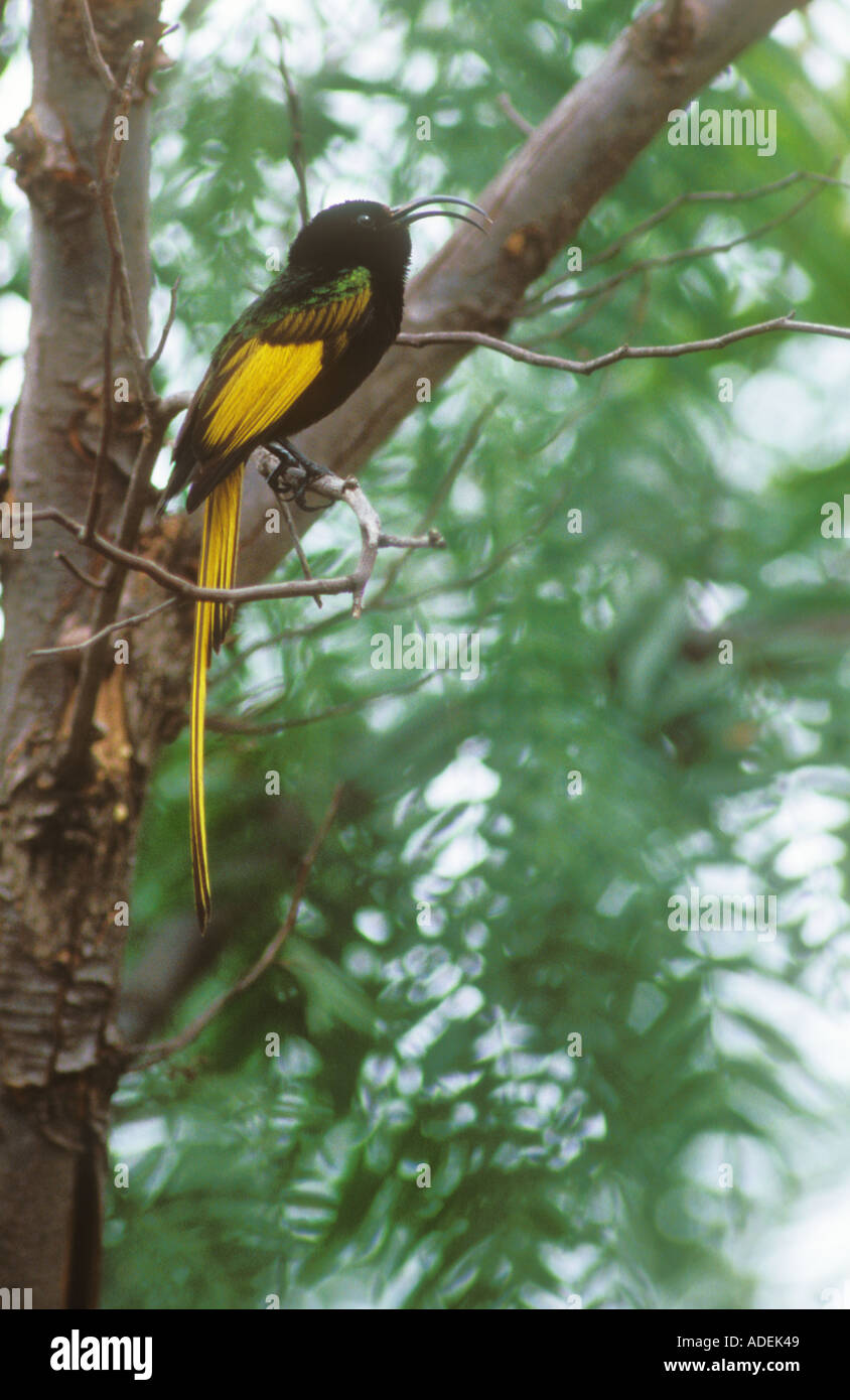 Golden winged Sunbird calling Stock Photo